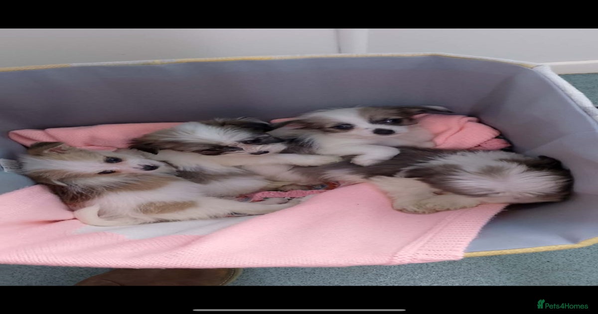 Adorable Maltese cross jack babies for sale in Shrewsbury | Pets4Homes