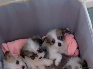 Mixed Breed dogs Adorable Maltese cross jack babies - Advert 1