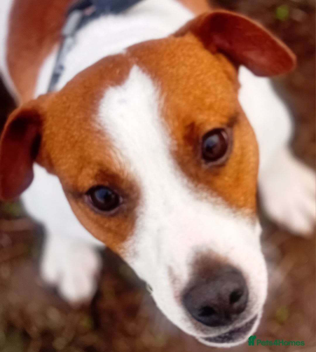 Jack Russell dogs for stud: Jack russel - Image 1