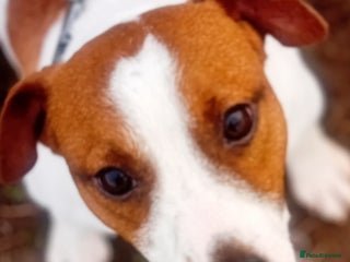 Jack Russell dogs - Advert 9