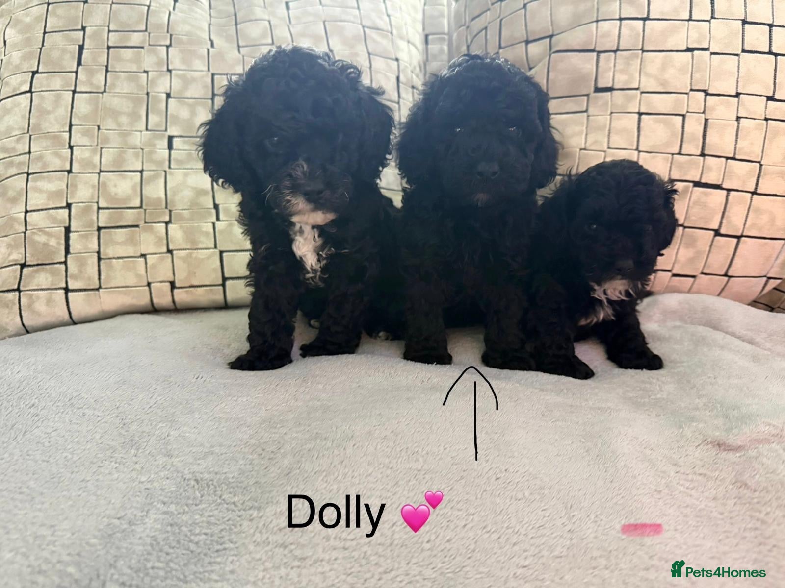 Cockapoo dogs Toy Cockapoo Puppies | DNA & Health Tested Parents - Advert 1