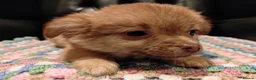 Chihuahua dogs for sale: Chihuahua Puppies for sale, Ready for loving homes - Advert 7