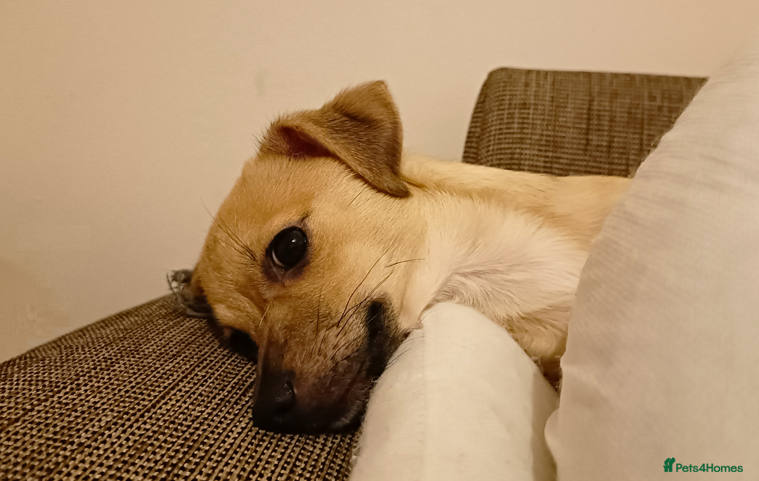 Mixed Breed dogs for sale: Jackawawa Jack Russell Chihuahua Girl 4 month old  - Advert 2