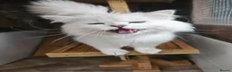 British Shorthair cats for stud: Gccf british reg golden series all colours - Advert 6