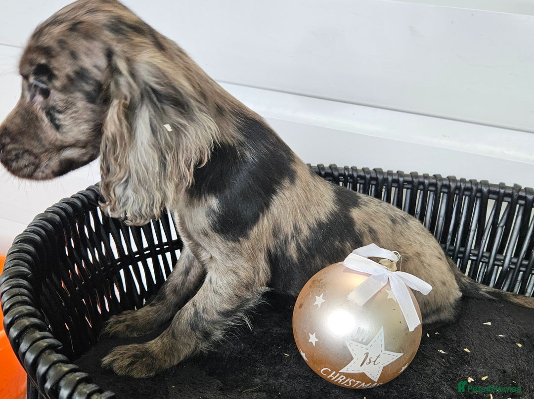 Cocker Spaniel dogs for sale: Working type rare marking cocker spaniels - Advert 16