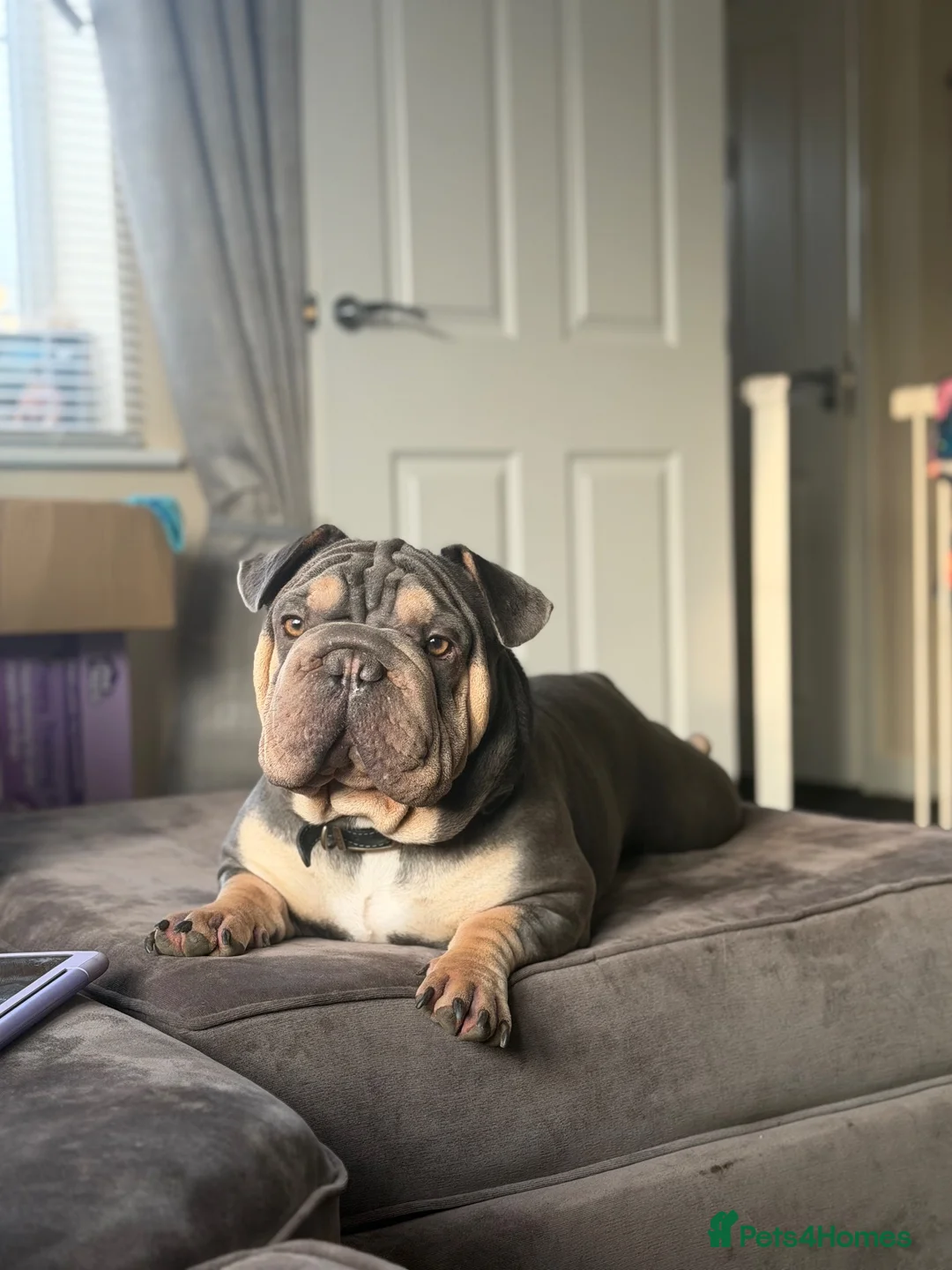 Mixed Breed dogs for sale: Velvet French bulldog boy for sale  - Advert 7