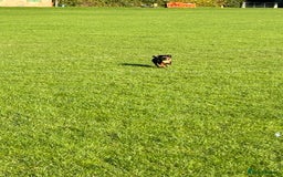 Mixed Breed dogs for sale: 5 year old Dachshund (cross) needs rehoming - Image 9