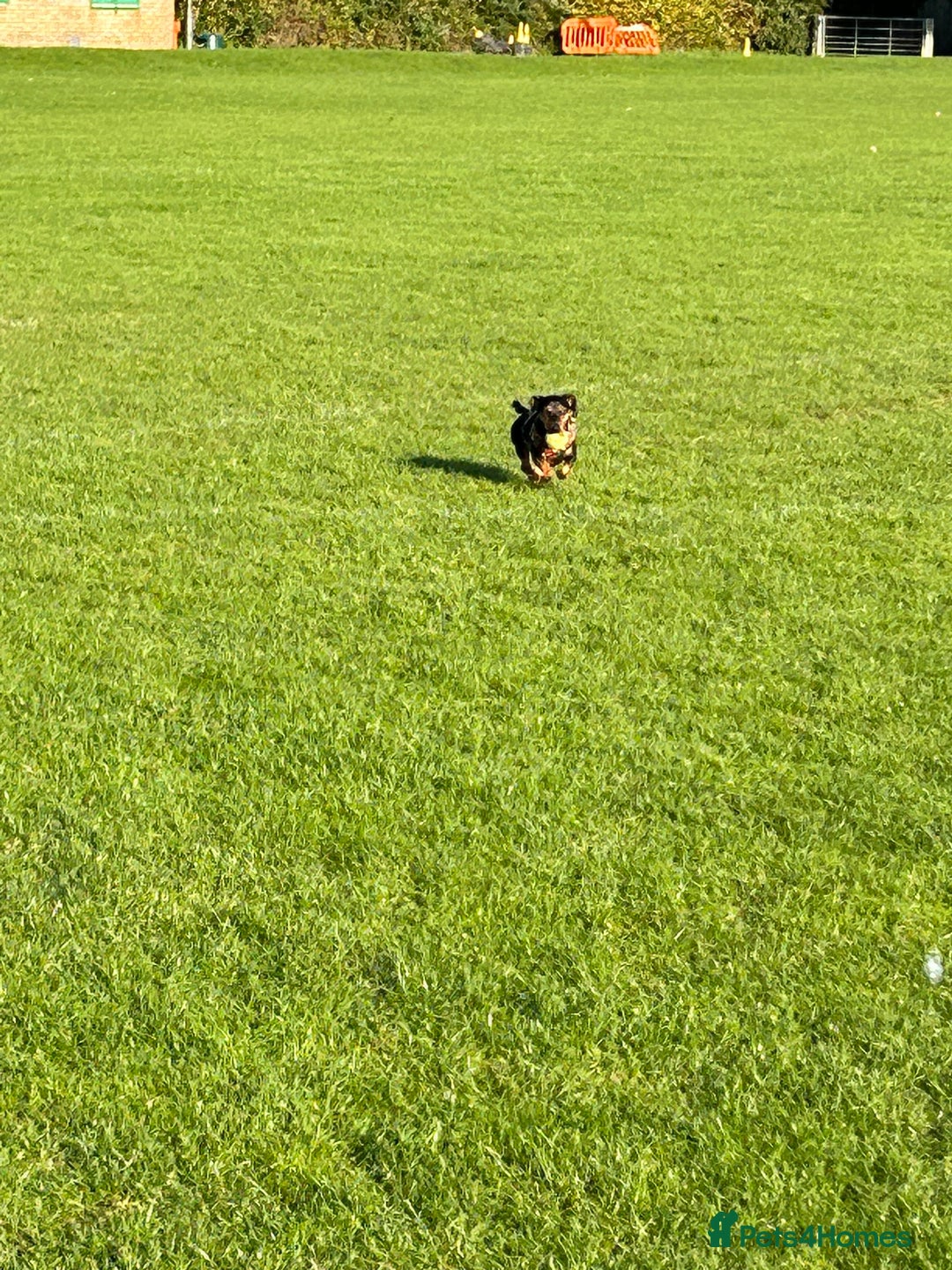 Mixed Breed dogs for sale: 5 year old Dachshund (cross) needs rehoming - Image 9