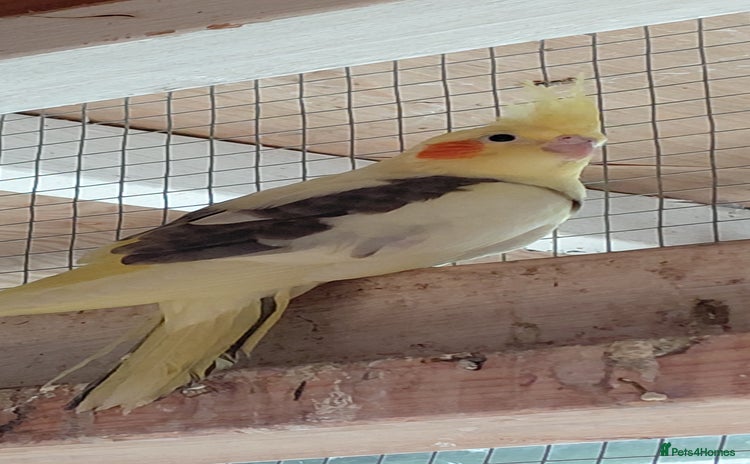 Cockatiels birds - Advert 13