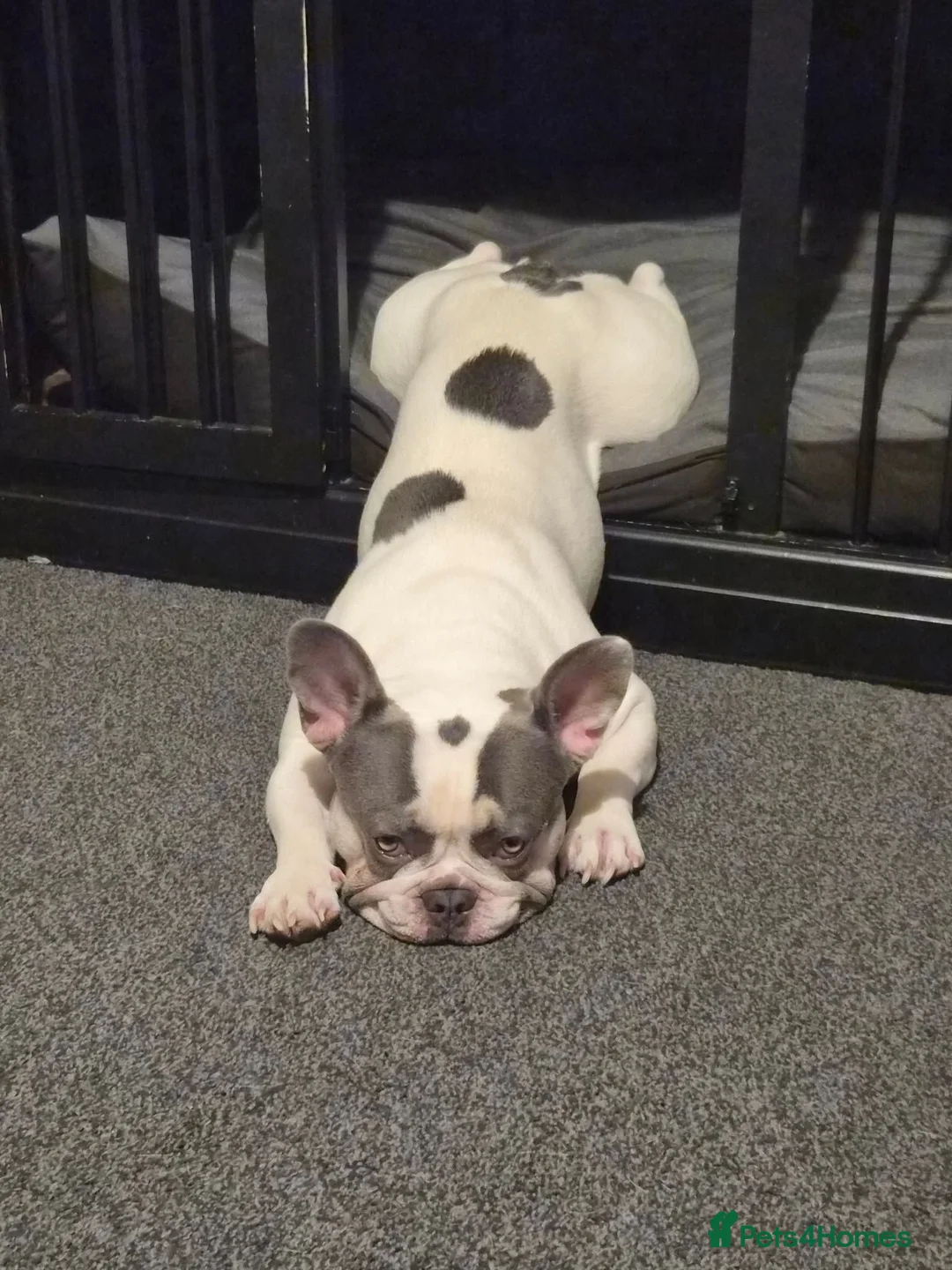 French Bulldog dogs for stud: Jasper available for stud - Advert 2