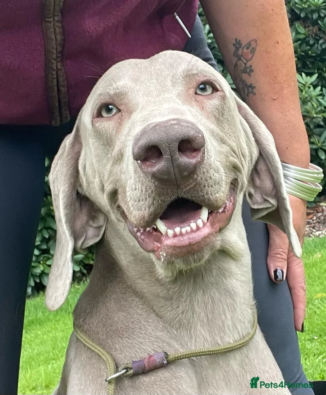 Weimaraner dogs for sale: Quality KC Reg health tested Weimaraner Puppies - Advert 2