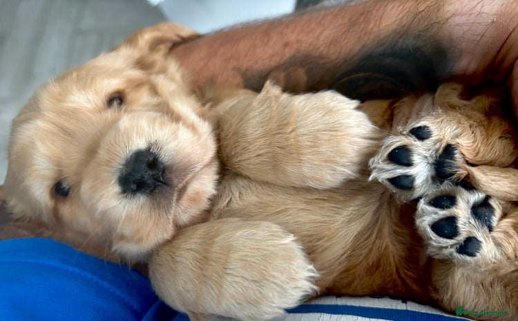 Cocker Spaniel dogs - Advert 4