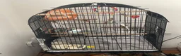 Lovebirds birds for sale: Male and female love birds + cage in Tipton - Advert 7