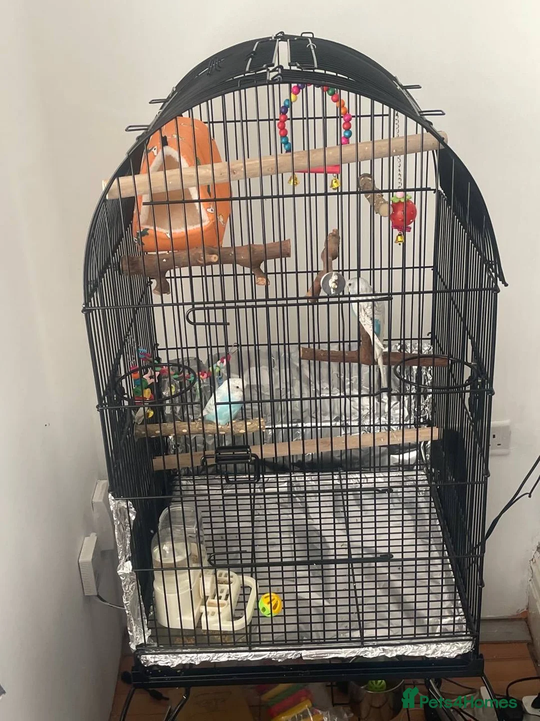 Lovebirds birds for sale: Male and female love birds + cage in Tipton - Advert 7