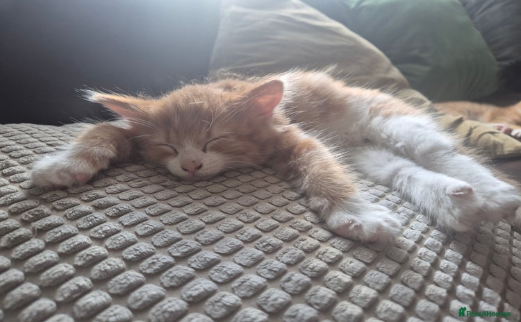Mixed Breed cats - Advert 4