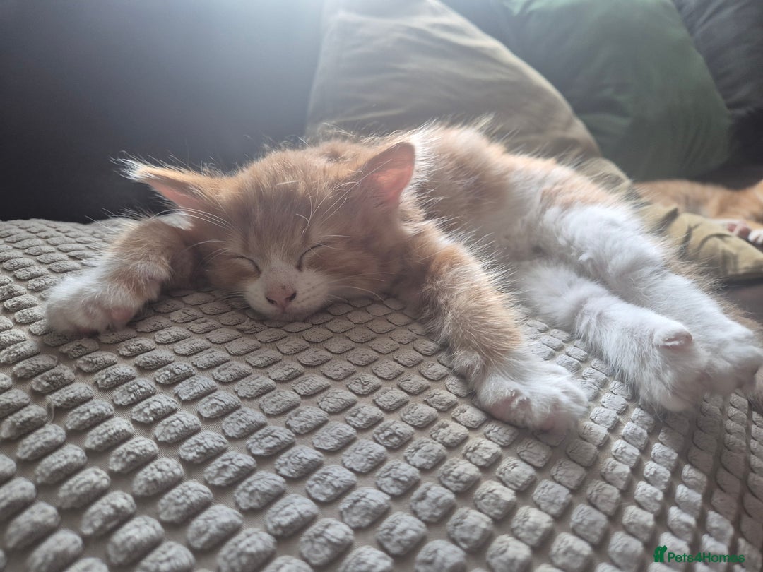 Mixed Breed cats for sale: Beautiful ginger & white female. - Image 1