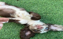 Cocker Spaniel dogs for sale: ❤️Gorgeous, Happy, Healthy, Spaniel babies 💙 - Image 23
