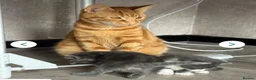 British Longhair cats for sale: British Shorthair mixed breed in Stockton-on-Tees - Advert 4