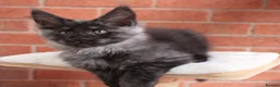 Maine Coon cats for sale: 🐾 WildPawzuk TICA Registered Maine Coon Kittens🐾 - Advert 10