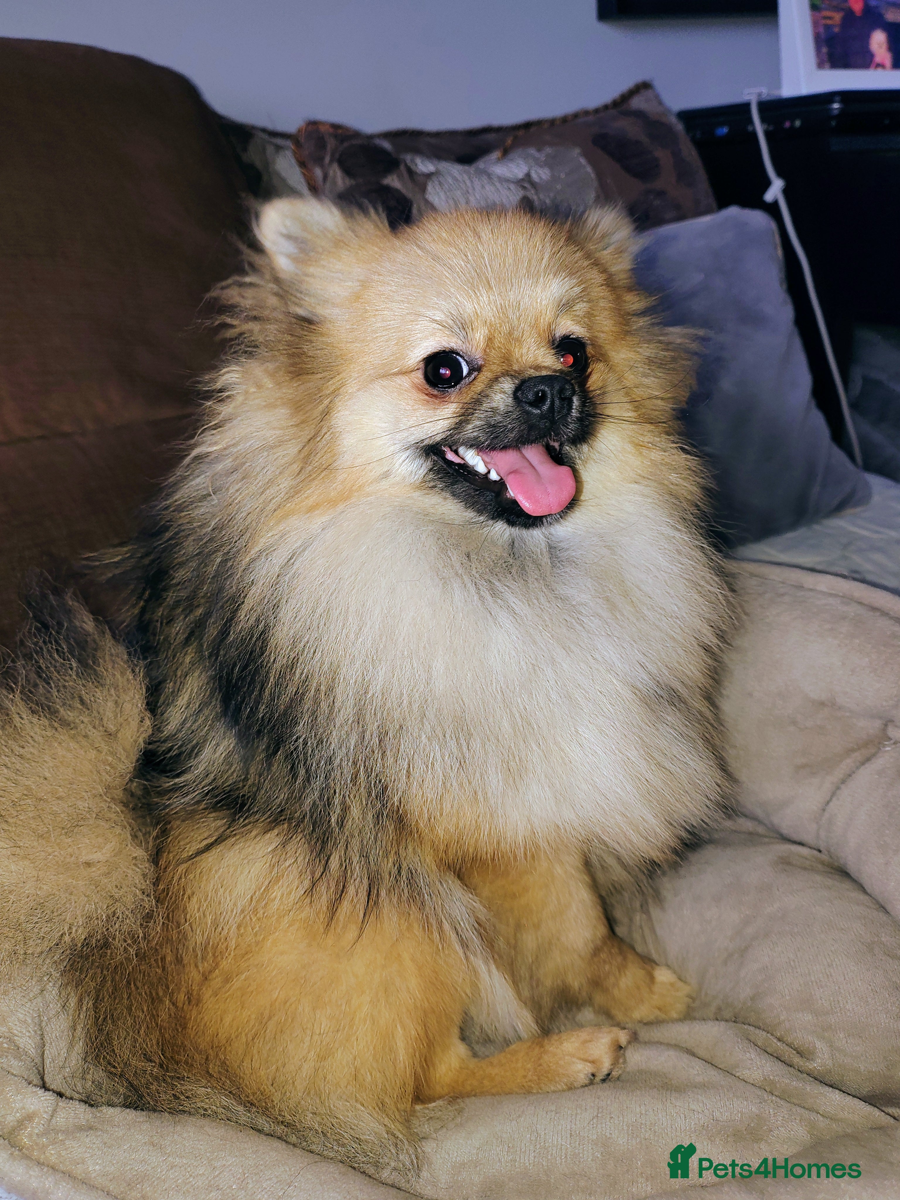 Pomeranian dogs Pom puppies with Kc reg , pedigree for sale - Advert 1