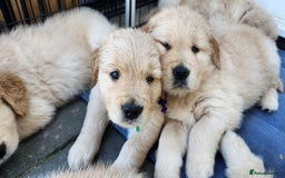 Golden Retriever dogs for sale: Lovable Kc Golden Retriever Puppies Available Now - Image 14