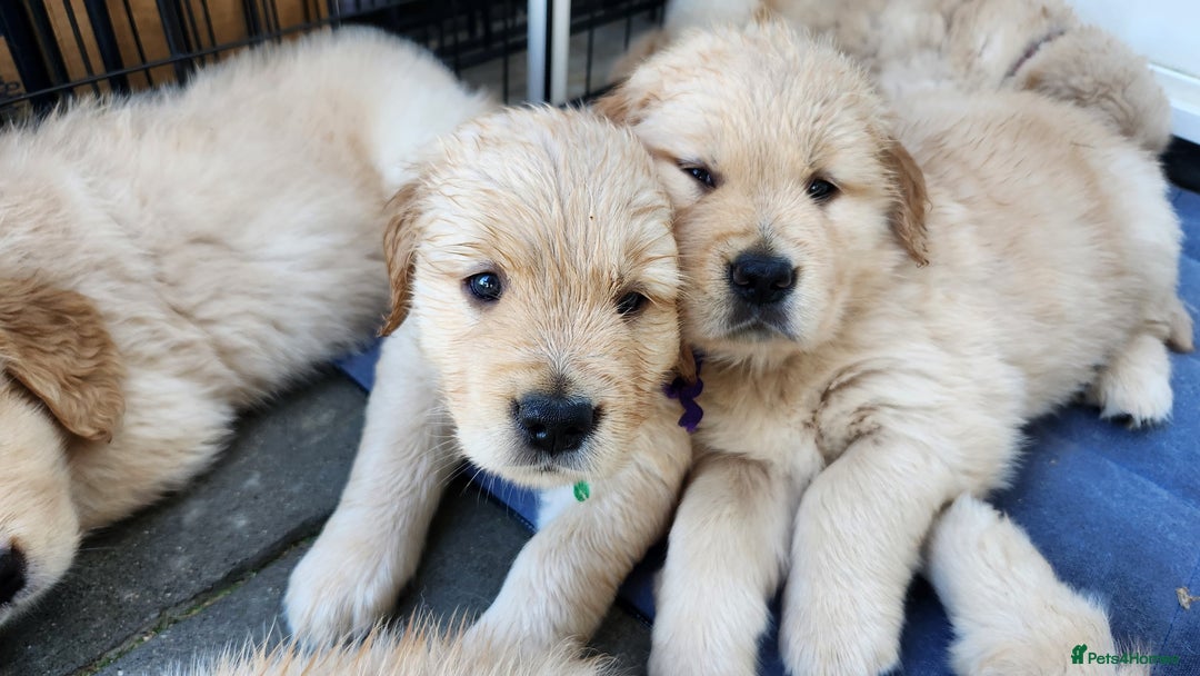 Golden Retriever dogs for sale: Lovable Kc Golden Retriever Puppies Available Now - Image 14