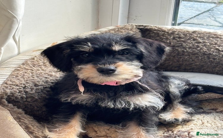 Mixed Breed dogs - Advert 1