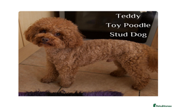 Cockapoo dogs for sale: Gorgeous Fox Red Cockapoo Puppies avail 15/12/25 - Image 19