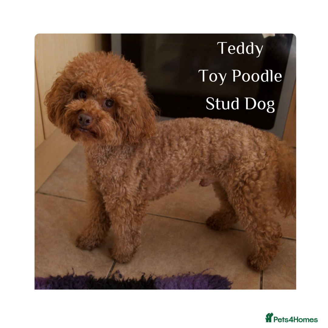 Cockapoo dogs for sale: Gorgeous Fox Red Cockapoo Puppies avail 15/12/25 - Image 19