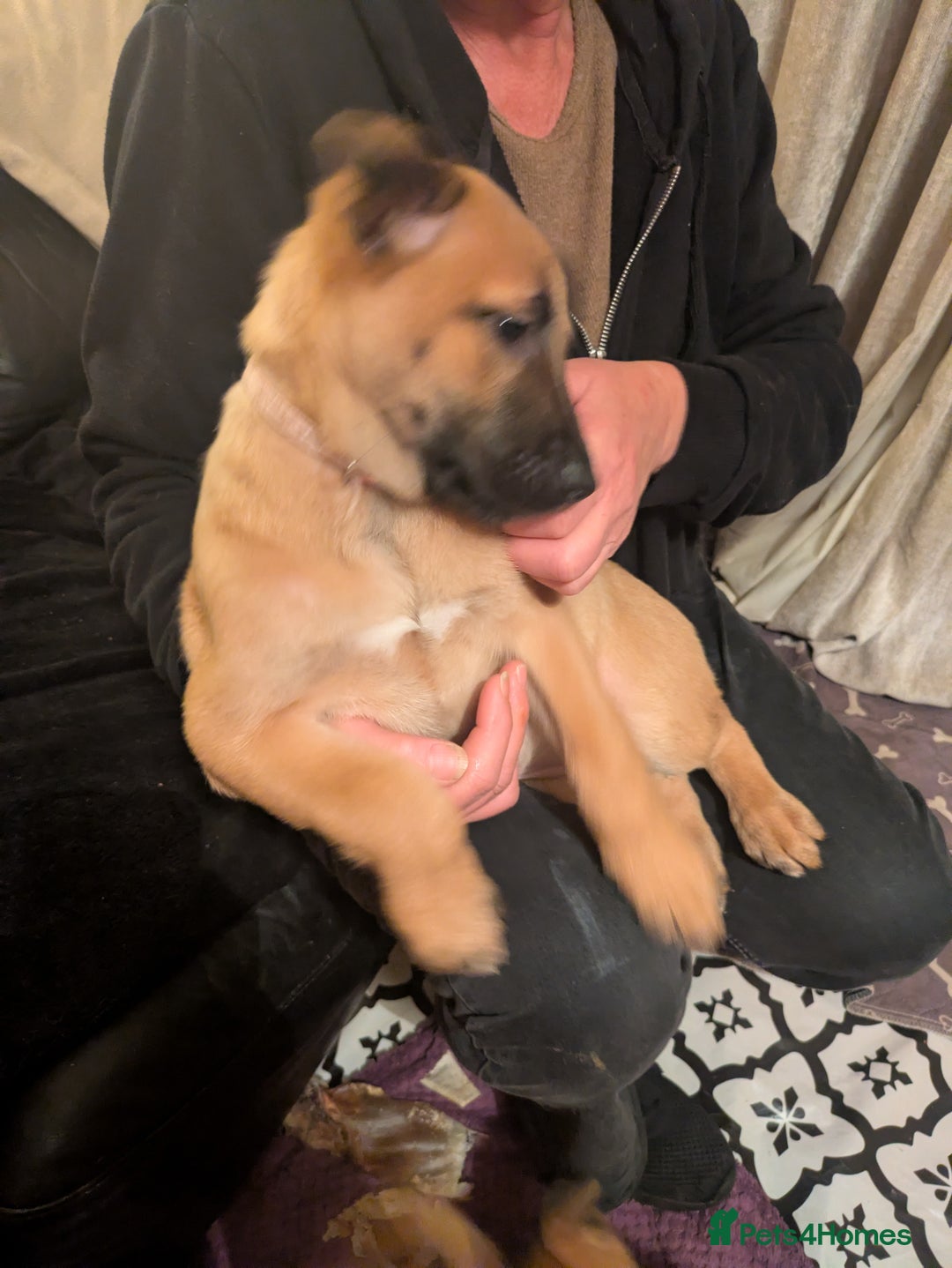 Belgian Shepherd Dog dogs for sale: Belgian Shepherd - Malinois  - Advert 10