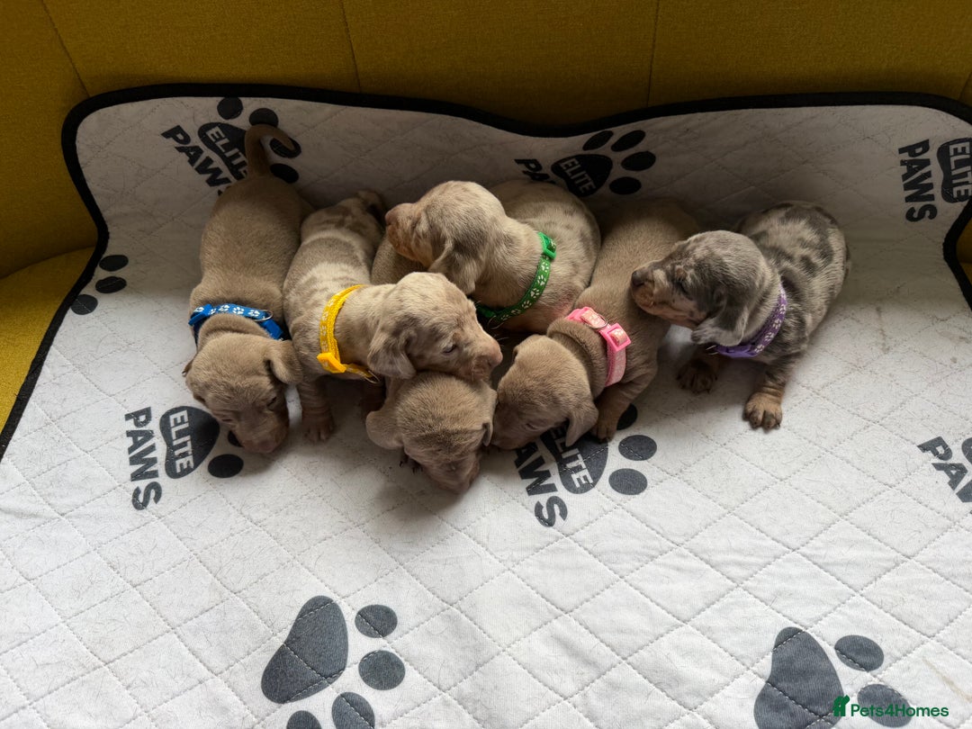 Dachshund dogs for sale: Litter of miniature dachshunds born 12/9/25 - Image 1