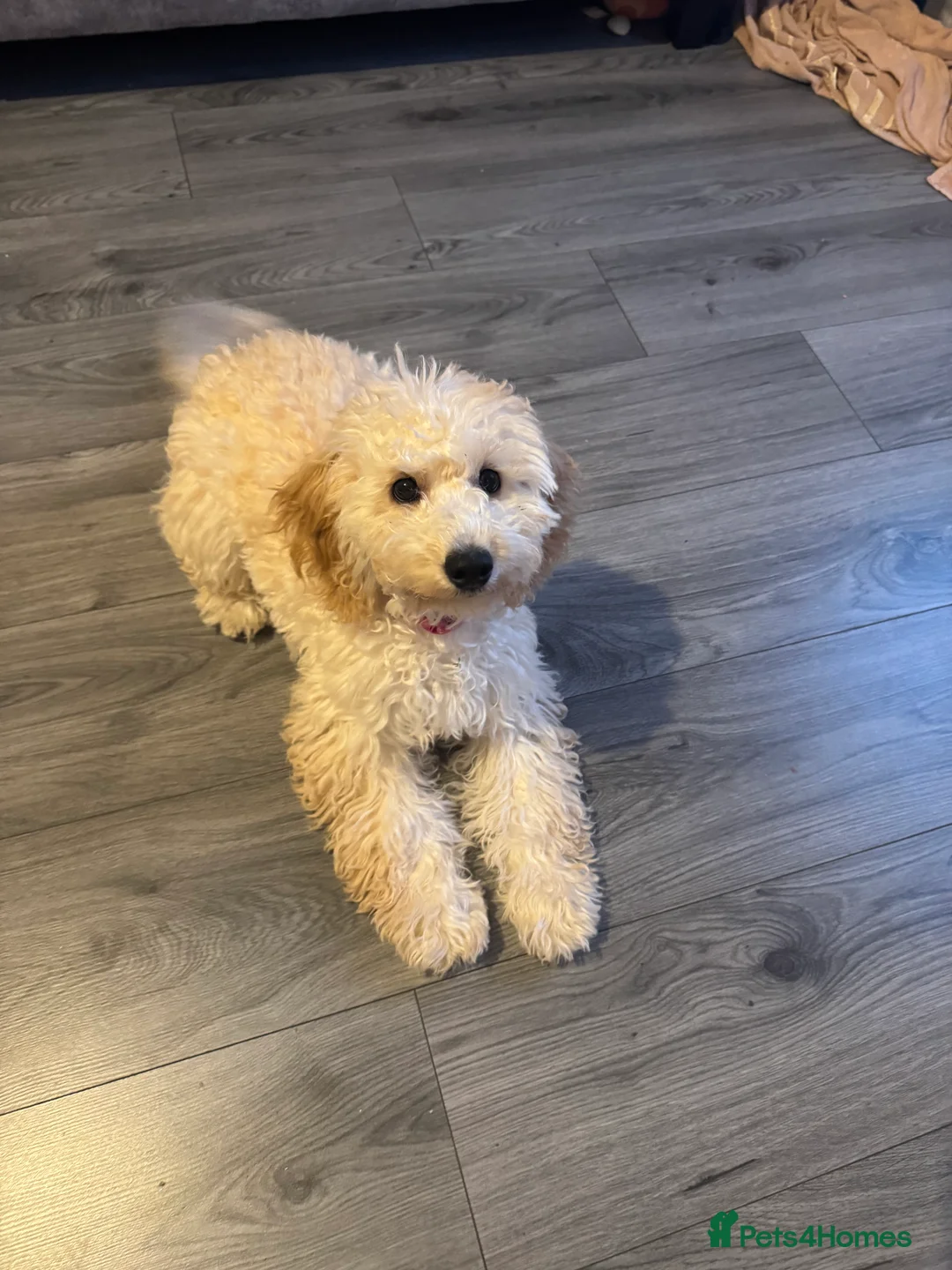 Cockapoo dogs for sale: Cockapoo Girl Puppy  - Advert 4