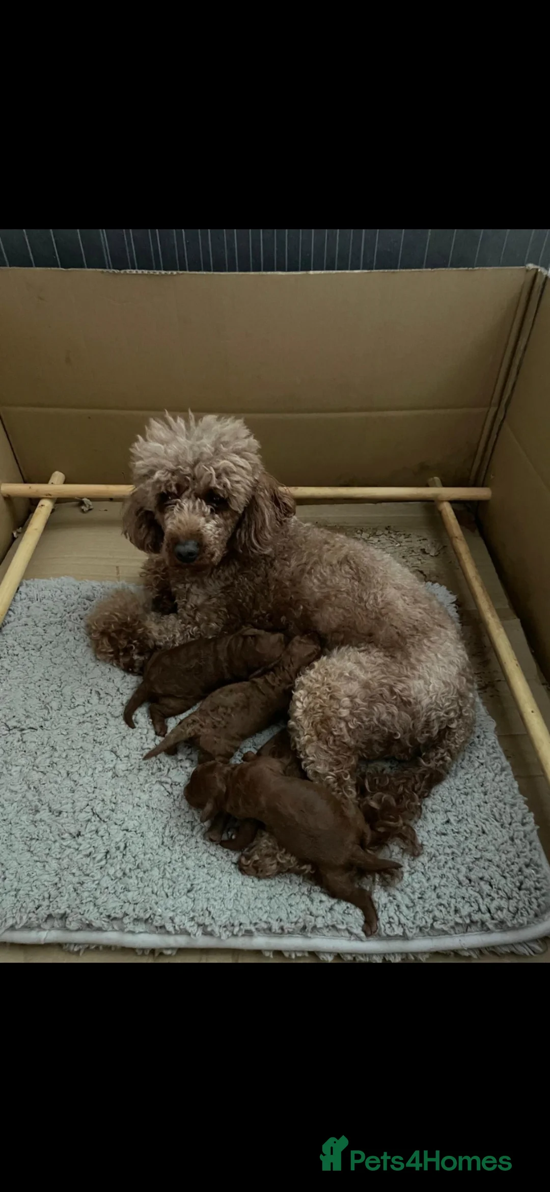 Miniature Poodle dogs for sale: KC Deep red extensively health tested poodles - Advert 5