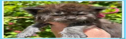 Maine Coon cats for sale: Anderpride kittens have arrived 📣.  - Advert 2