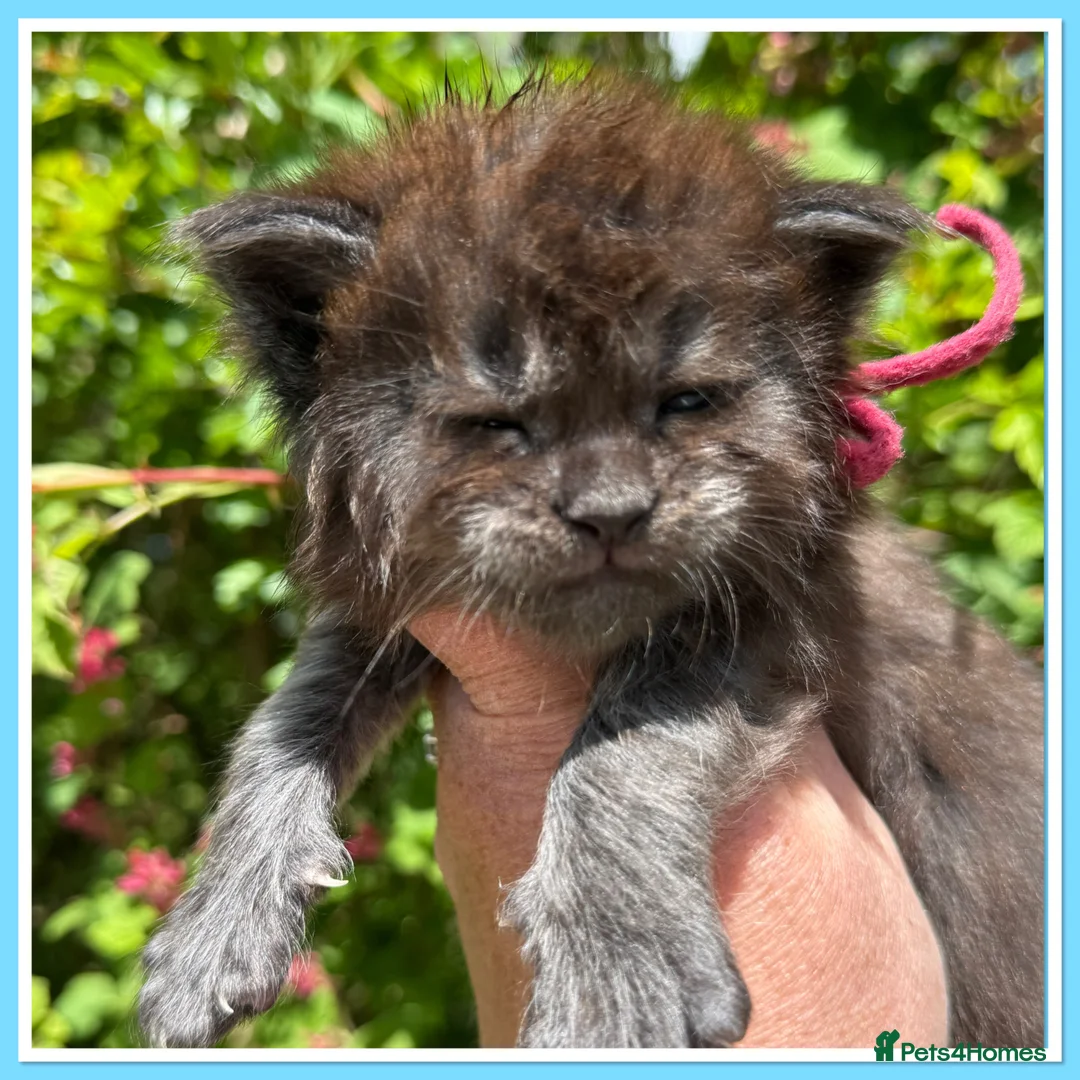 Maine Coon cats for sale: Anderpride kittens have arrived 📣.  - Advert 2