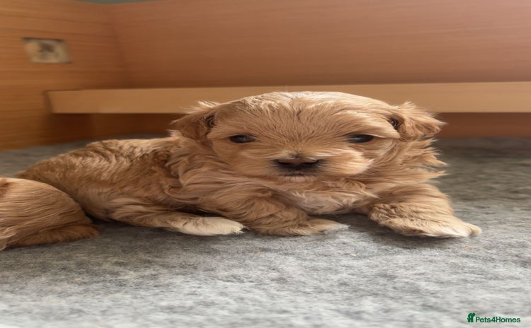 Maltipoo dogs - Advert 3