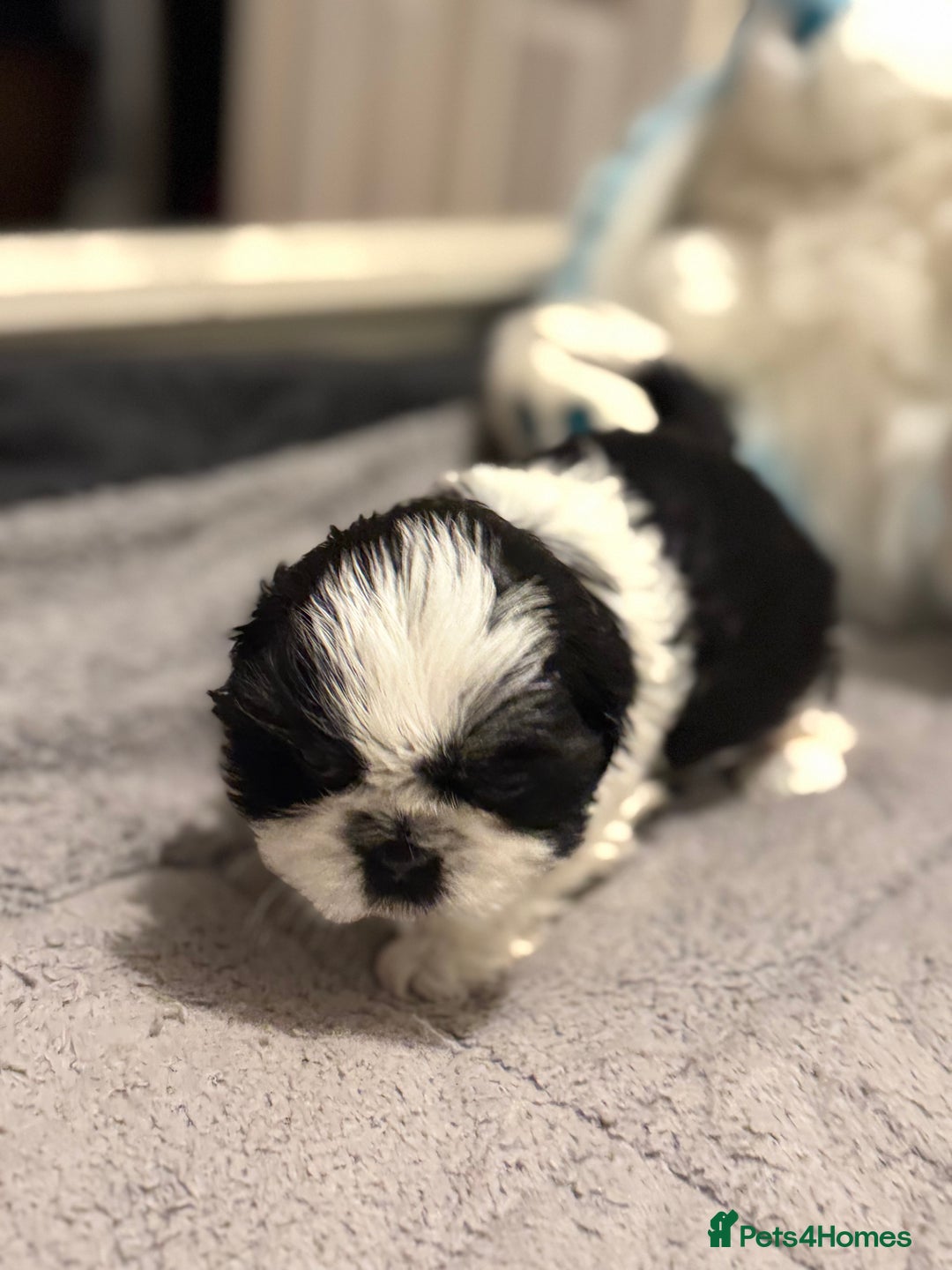Shih Tzu dogs for sale: Shih Tzu  - Advert 13