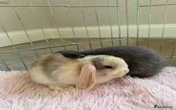 Mini Lop rabbits for sale: Friendly mini lop babies ready 14 August - Image 24
