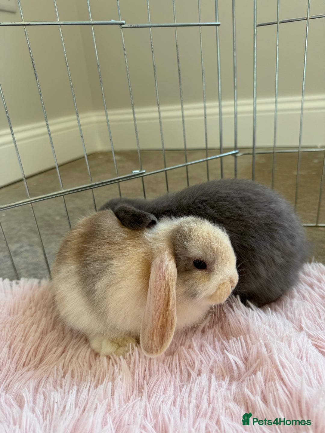 Mini Lop rabbits for sale: Friendly mini lop babies ready 14 August - Image 24