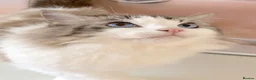 Ragdoll cats for sale: INDOOR GCCF REG 4 YEARS OLD RAGDOLL MALE CAT - Advert 3