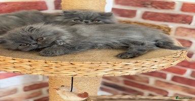 Persian cats - Advert 13