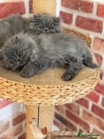 Persian cats - Advert 1