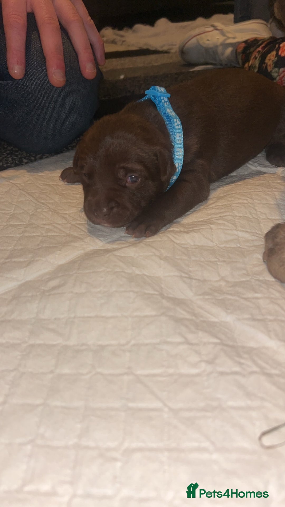 Staffordshire Bull Terrier dogs for sale: Staffy pups for sale  - Advert 2