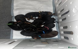 Dobermann dogs for stud: Stud duties only in Bridgend - Image 8