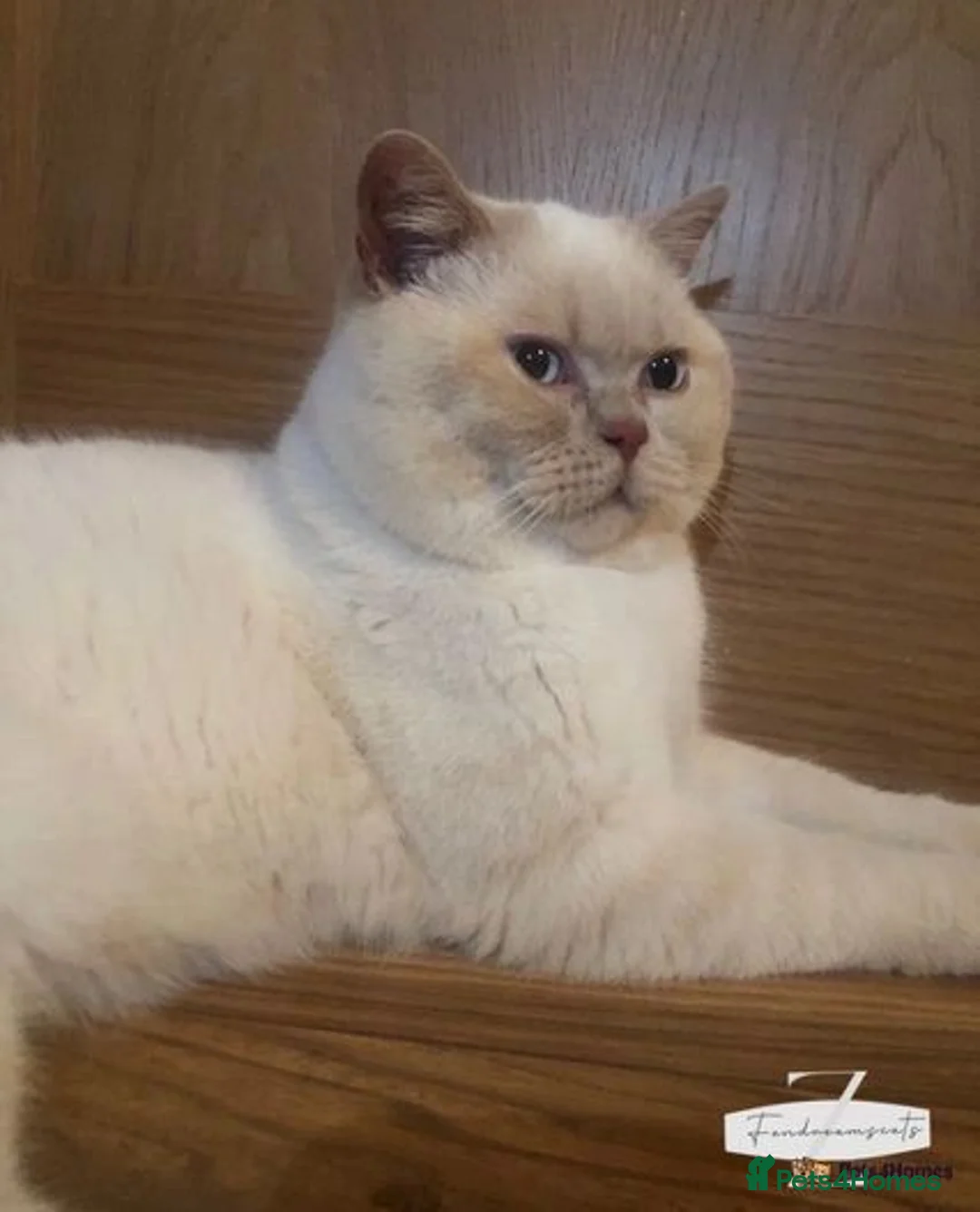 British Shorthair cats for stud: Cream of la crop! Blood group B. GCCF/TICA reg  - Advert 8