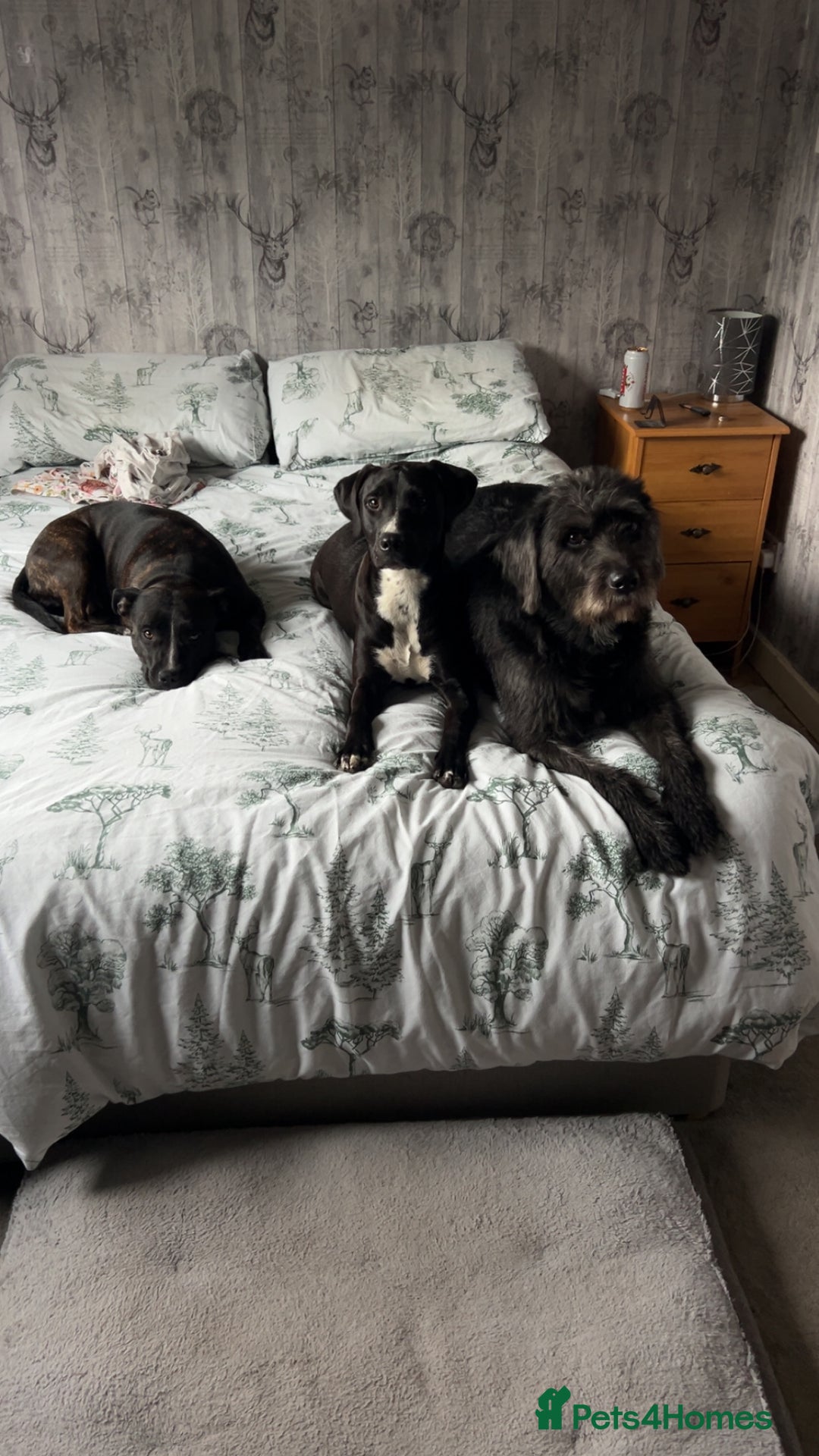 Mixed Breed dogs for sale: Rehoming needed - Advert 2