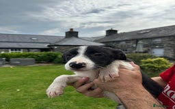 Border Collie dogs for sale: Border collie pups 🐶  - Image 11