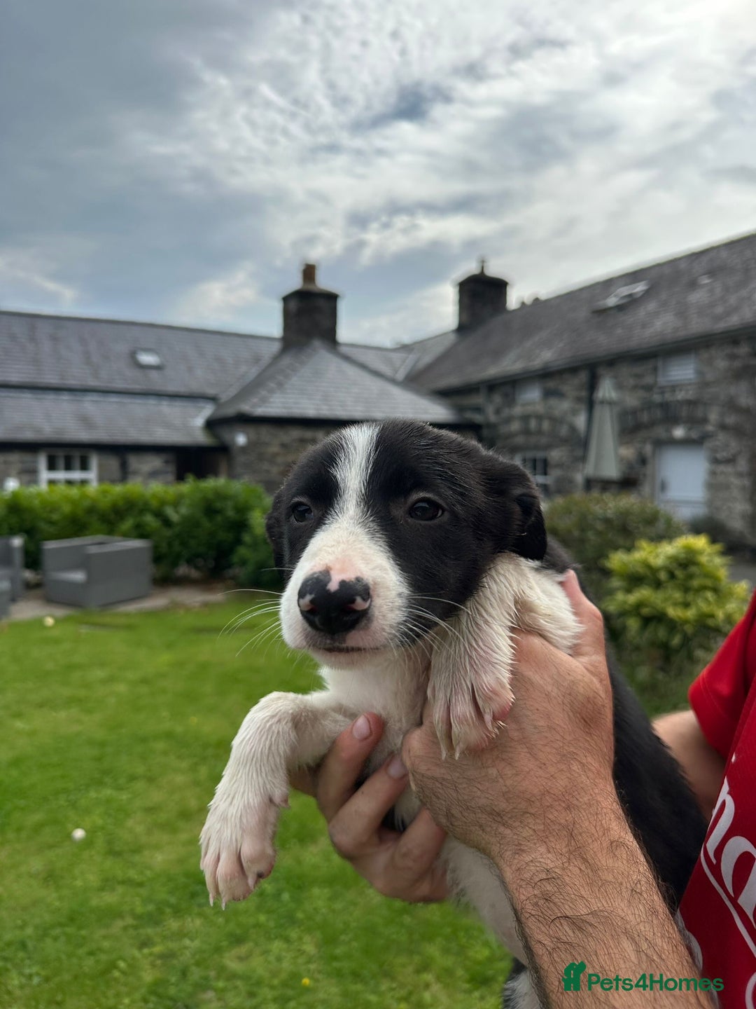 Border Collie dogs for sale: Border collie pups 🐶  - Image 11
