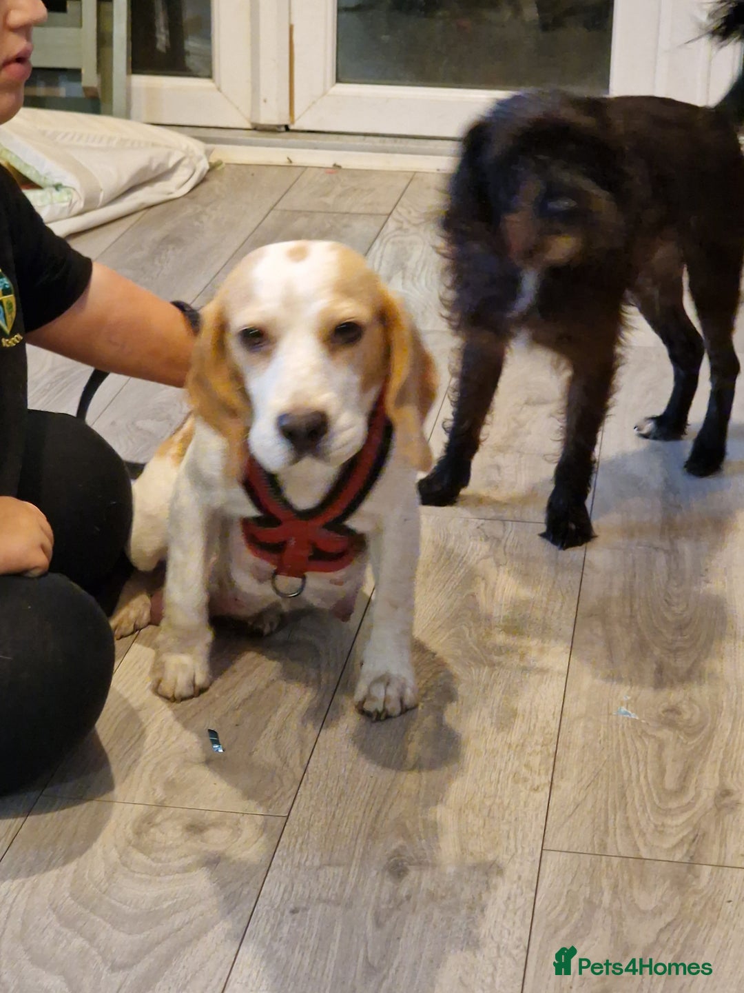 Gallery Image {{count}}