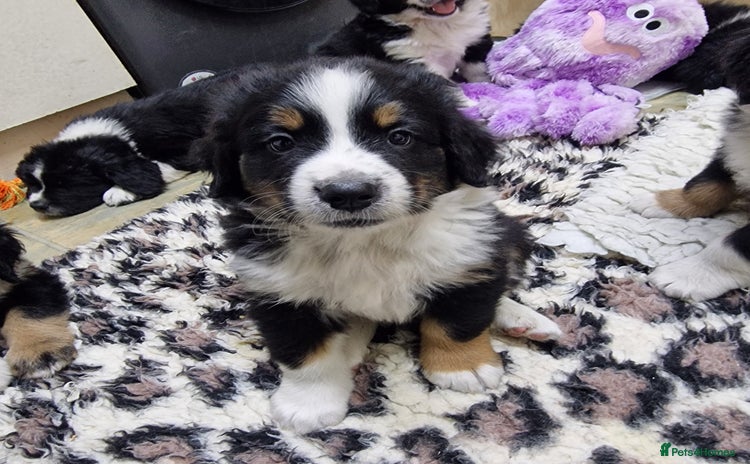 Mixed Breed dogs - Advert 1